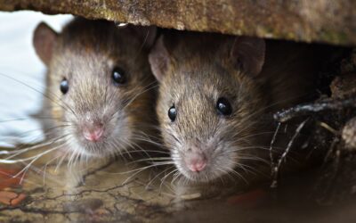 Les rats sont-ils vraiment dangereux ?