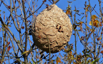 Le nid de frelon asiatique